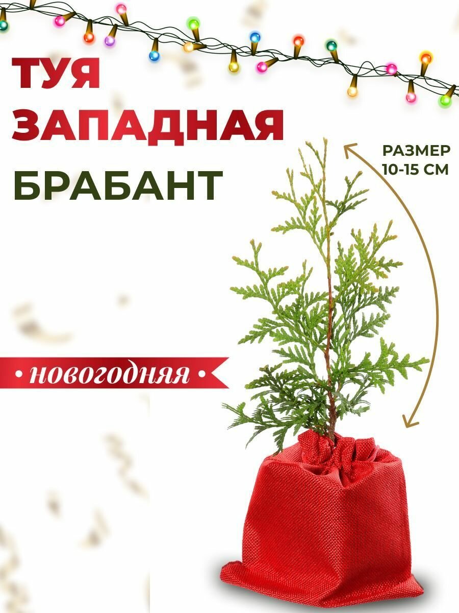 Туя западная Брабант Новогодняя