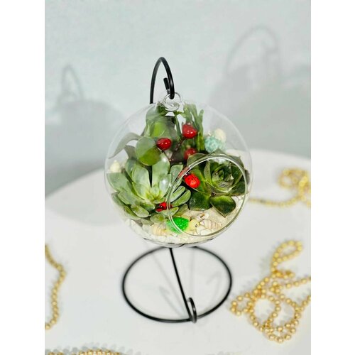 Флорариум на подвесе / Каменная роза / Комнатные растения