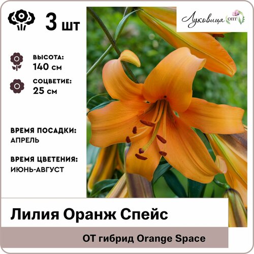 Лилия ОТ-гибрид Оранж Спейс (Orange Space) 12/14, луковицы 3шт, Голландия