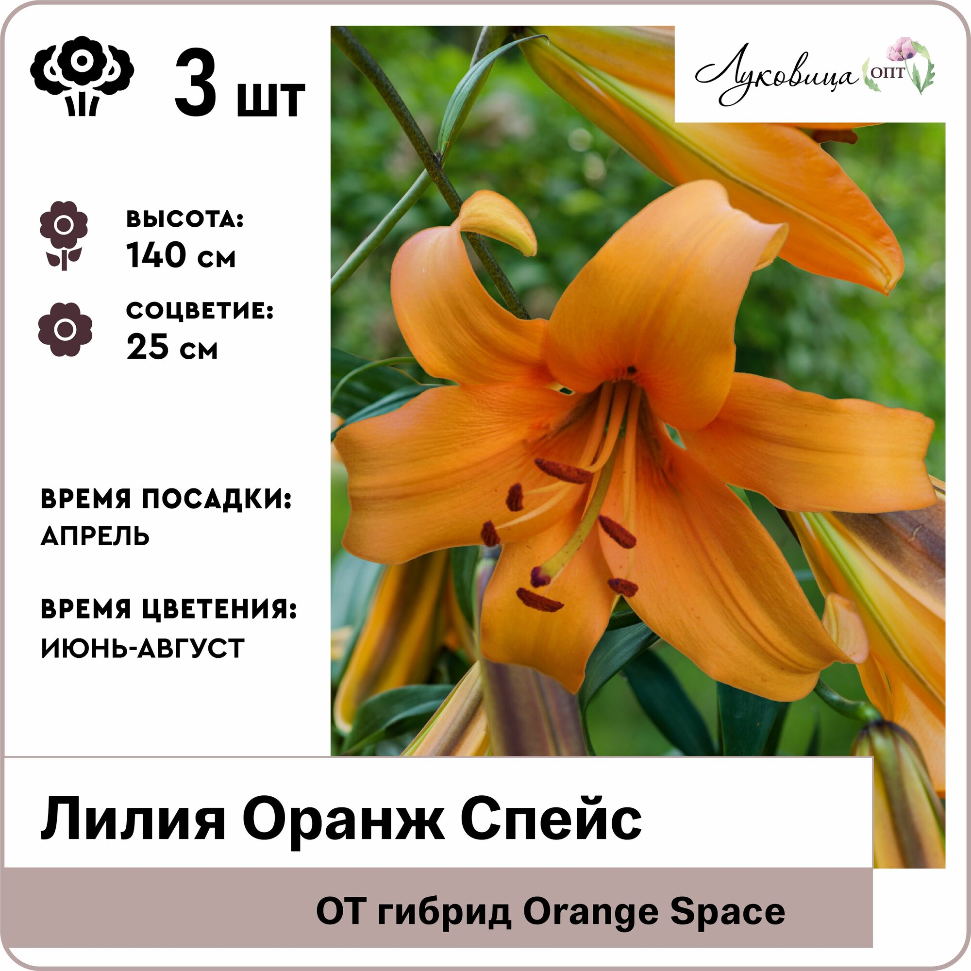 Лилия ОТ-гибрид Оранж Спейс (Orange Space) 12/14 луковицы 3шт Голландия