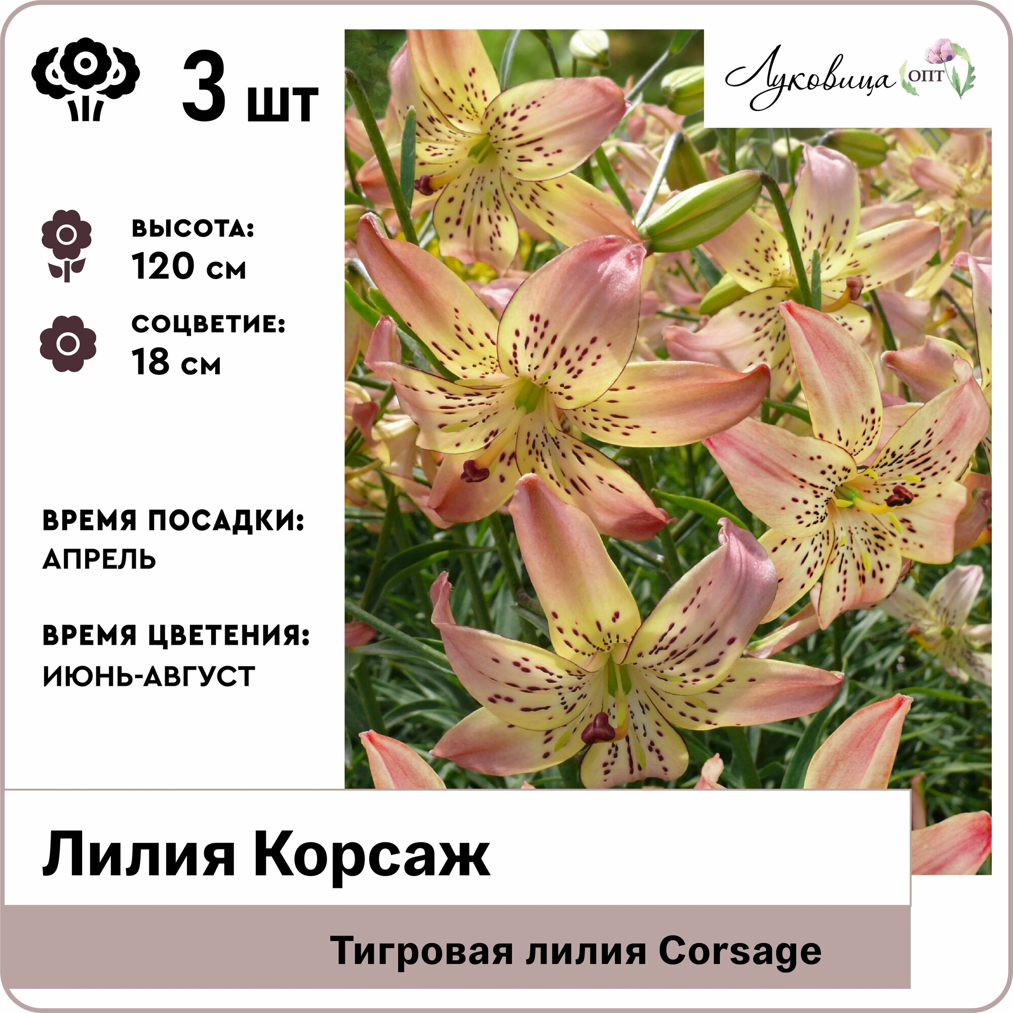 Лилия тигровая Корсаж (Corsage) 12/14 луковицы 3шт Голландия