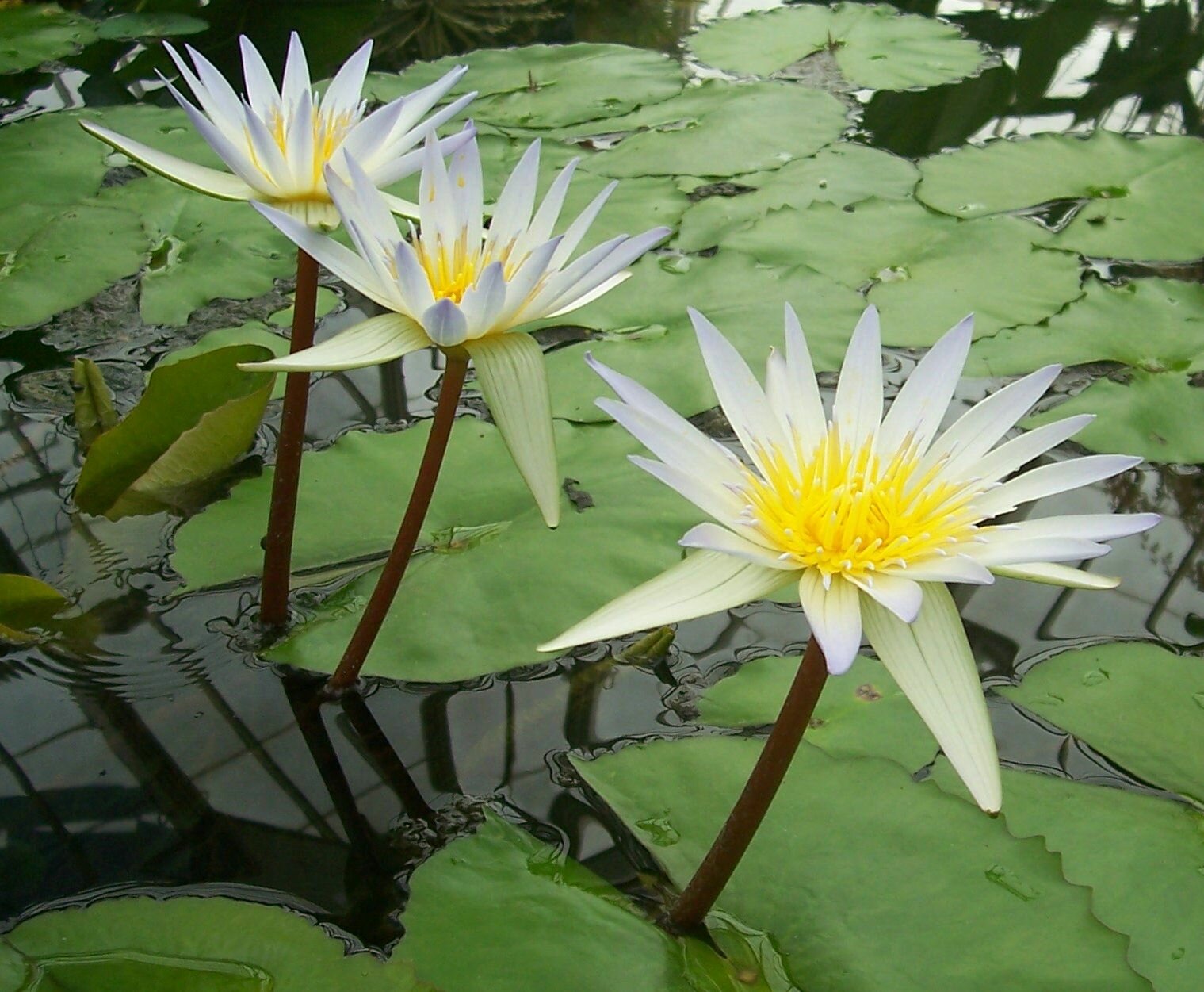 Кувшинка (Нимфея) Даубениана (Nymphaea Daubeniana) Белая