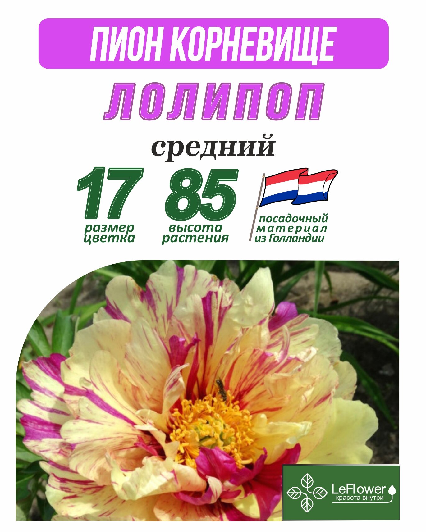 Пион Корневище Лолипоп 1шт (LeFlower)