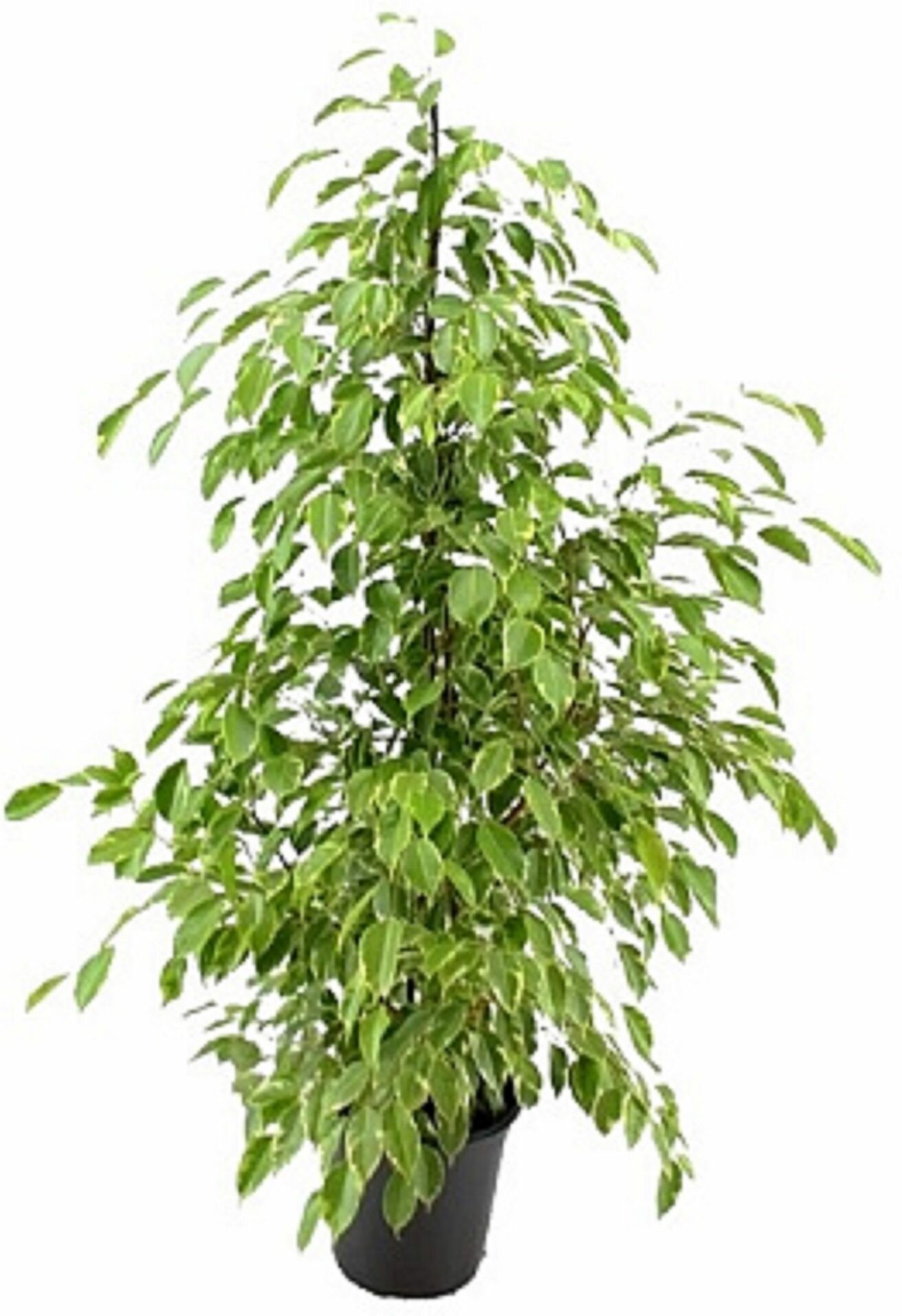 Растение Фикус бенжамина D17 см H70 см
