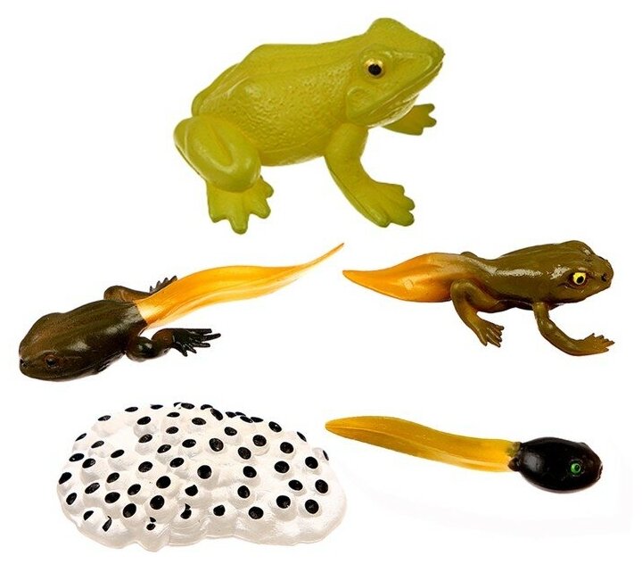 Обучающий набор «Этапы развития лягушки» 5 фигурок — купить в  интернет-магазине по низкой цене на Яндекс Маркете