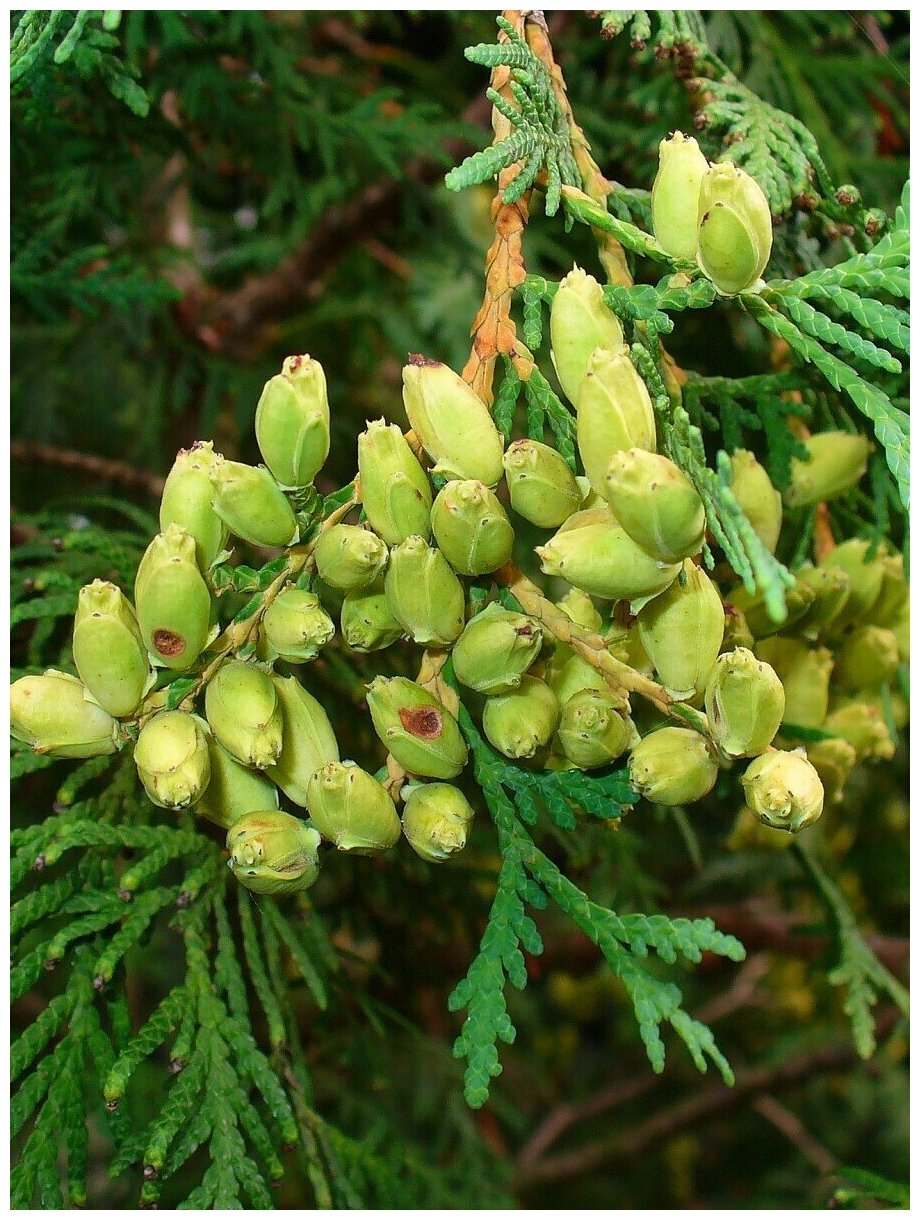 Семена Туя Западная (Thuja occidentalis), 90 штук
