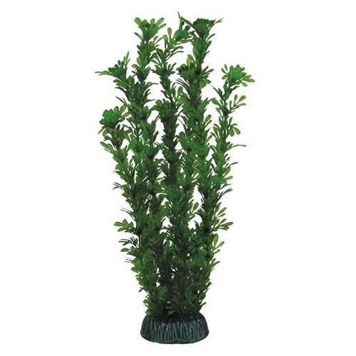 Laguna растение Лигодиум, 300 мм, зеленый