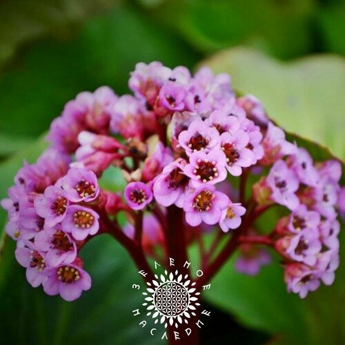 Семена Бадан толстолистный (лат. Bergenia crassifolia) 50 шт