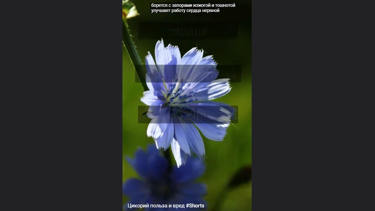 Цикорий Насыщенный 2 шт * 95 г сублимированный МКП — фото 1