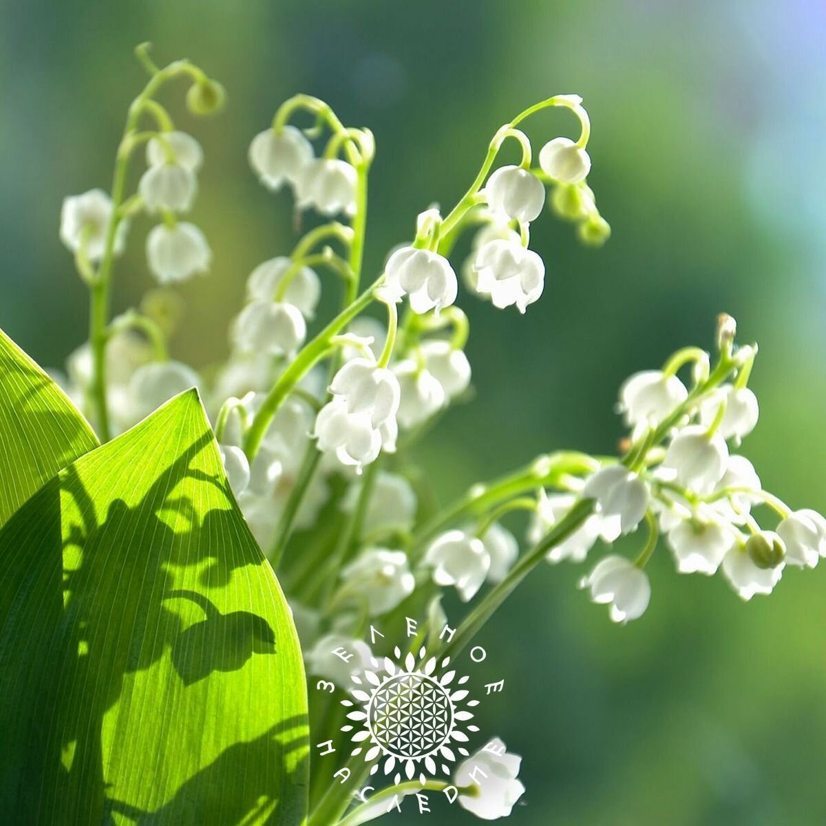 Семена Ландыши майские (лат. Convallaria majalis) 5 шт от Green Legacy
