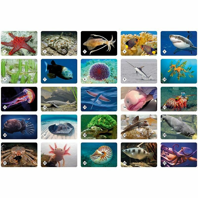 Мемо "Подводный мир" 50 карточек — фото 1
