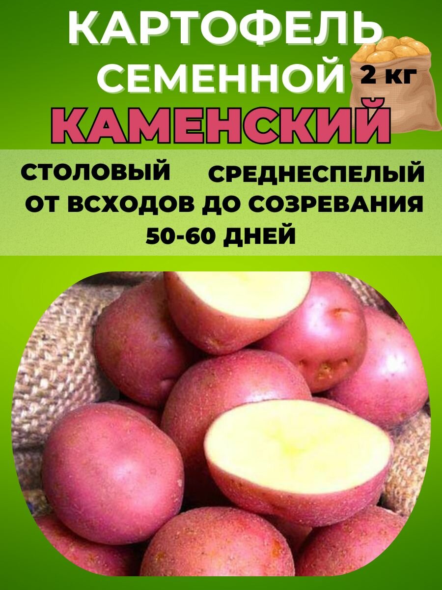 Картофель семенной Каменский 2 кг  клубни на посадку