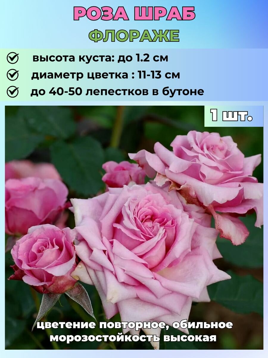 Роза шраб Флораже, 1 саженец