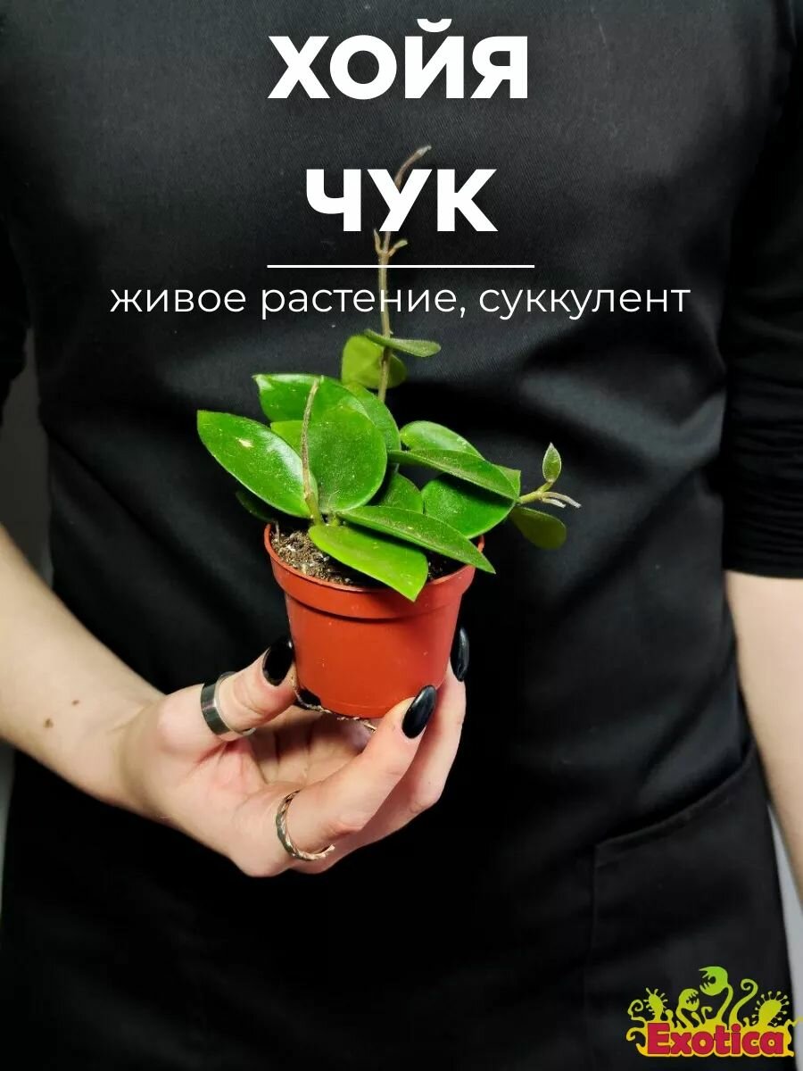 Хойя Чук (Hoya Chouke) D6см