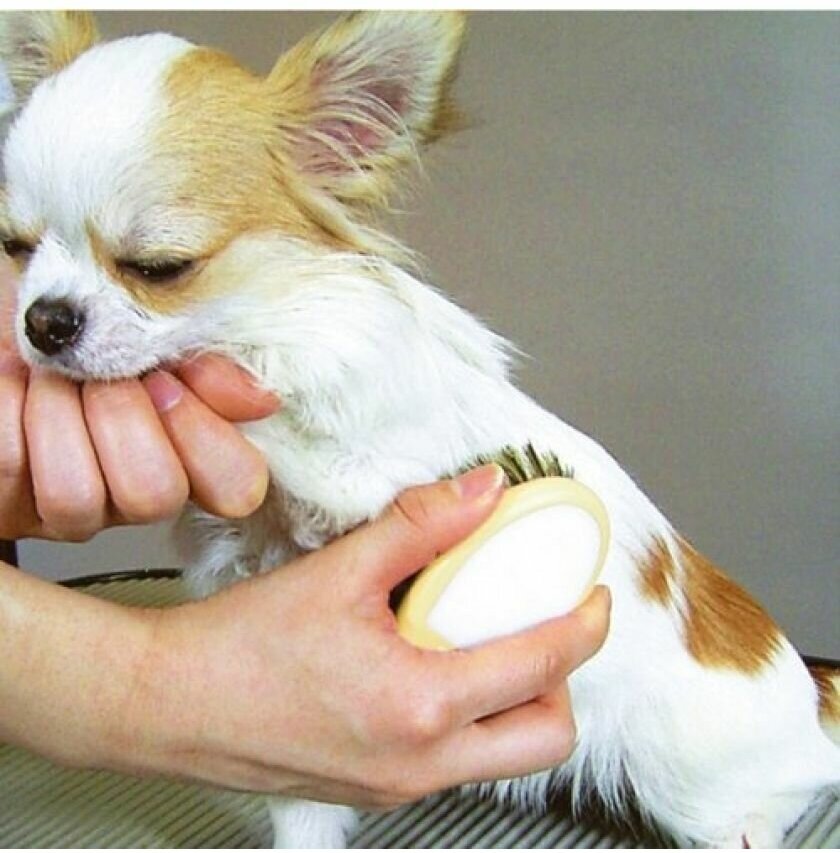 Japan Premium Pet Щетка с натуральной щетиной для блеска шерсти Мини - фотография № 5