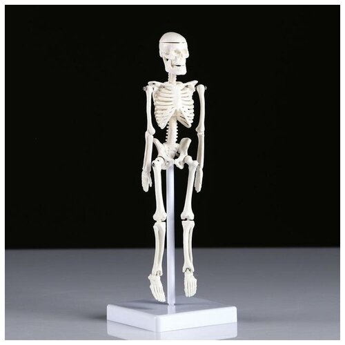 Макет Скелет человека 22см