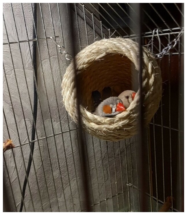 Домик для птиц и грызунов, гнездо для птиц 10см, Zoobaloo - фотография № 6