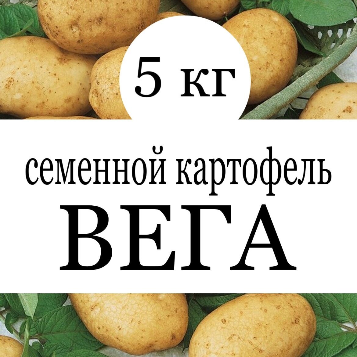 Картофель семенной клубни Вега 5 кг - фотография № 1