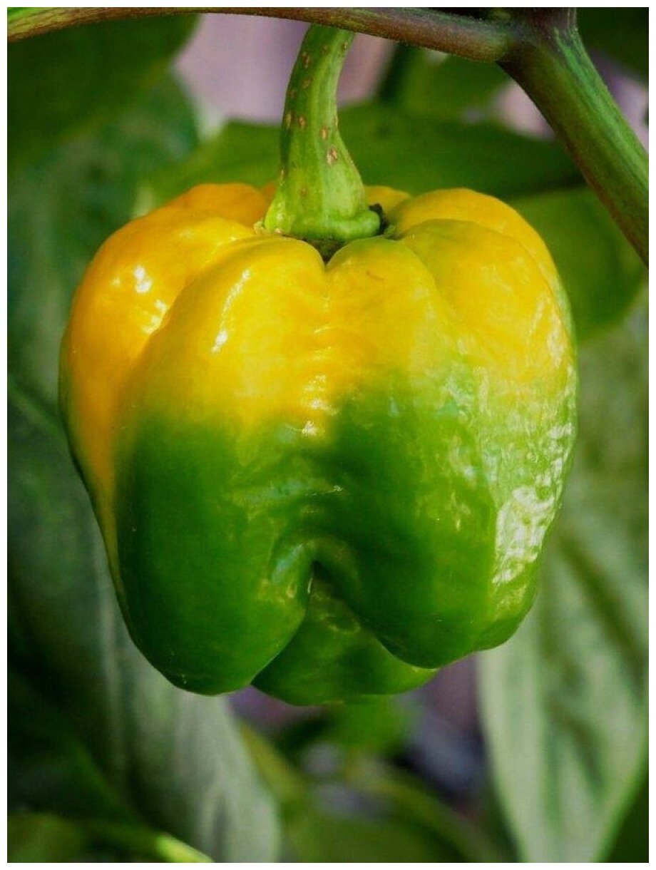 Семена Острый перец Trinidad Scorpion Moruga yellow, 5 штук