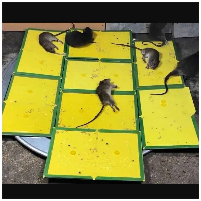 Клеевая картонная ловушка от крыс и мышей / Клейкая лента книжка 21х32см / 5 штук - фотография № 7