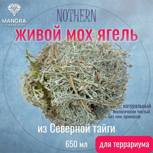 Мох живой MANGRA exotic NOTHERN - ягель, из Северной тайги, для террариума, для рептилий и насекомых, 650 мл