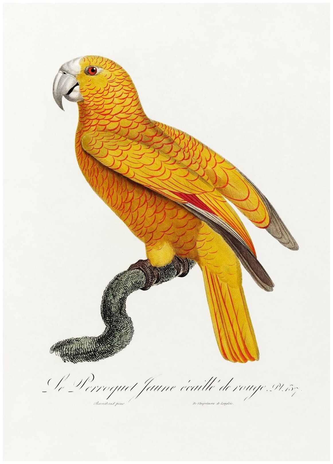 Постер / Плакат / Картина Желтый попугай 40х50 см в подарочном тубусе