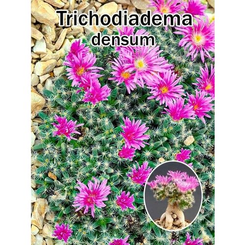 Суккулент Trichodiadema densum набор для выращивания (семена, грунт, горшочек, инструкция по посеву).