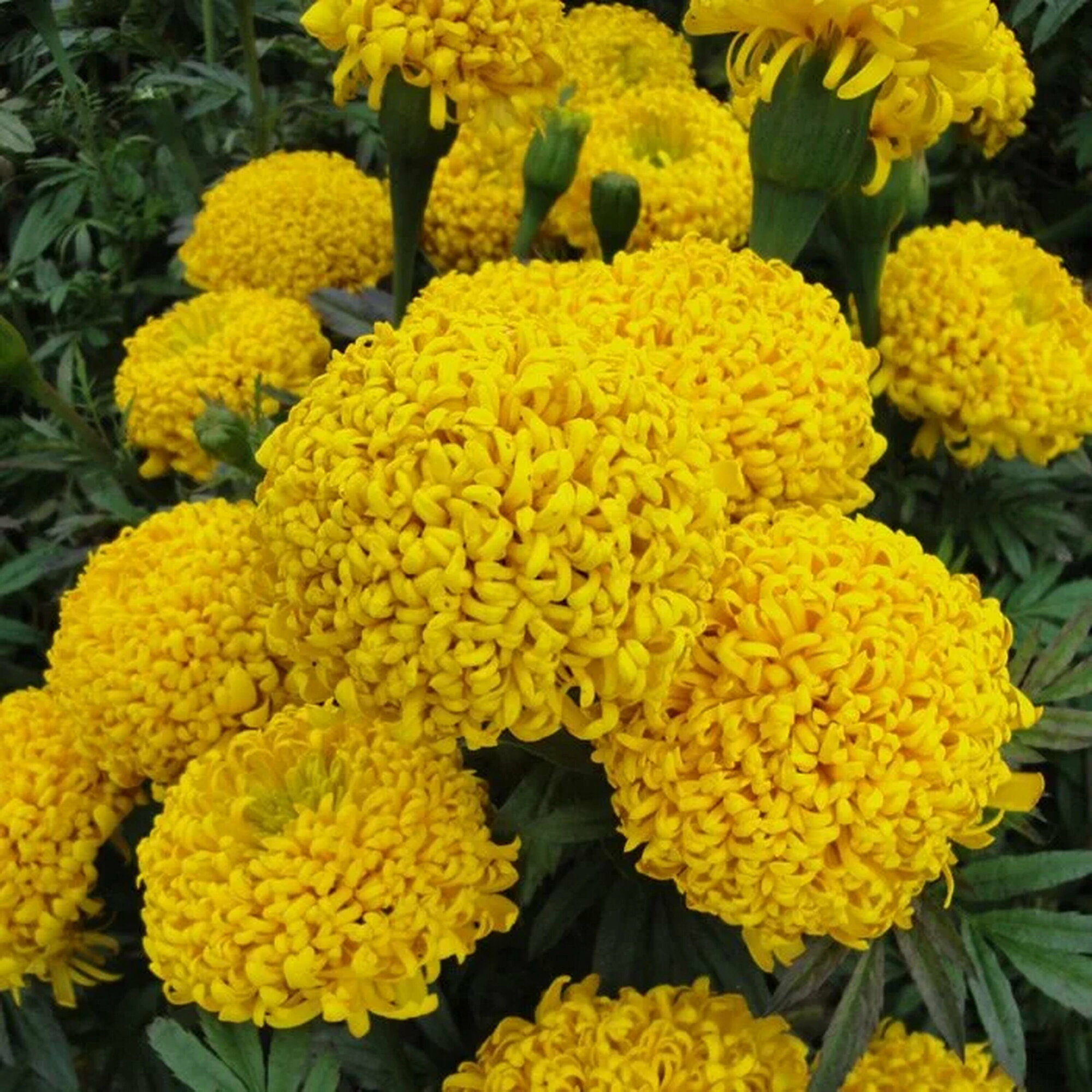 Бархатцы дядя степа