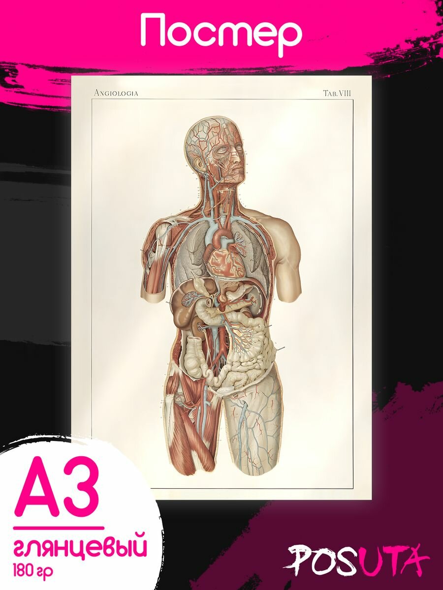 Постер анатомия человека Плакаты для медиков