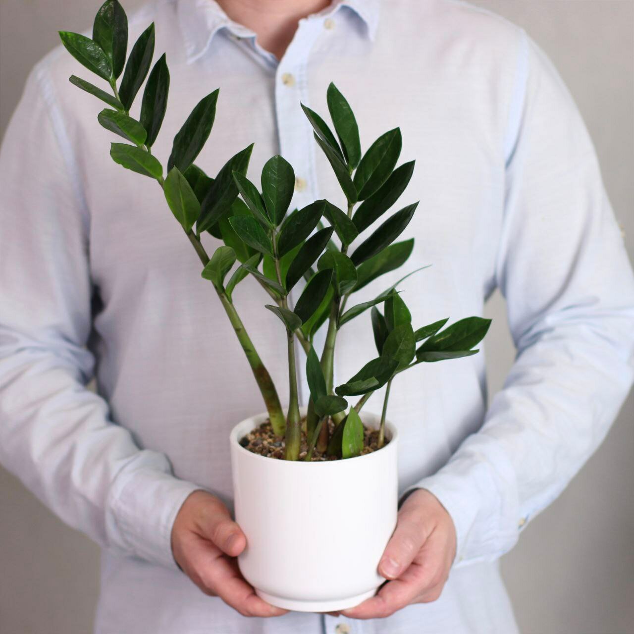 Замиокулькас, растение в горшке живое, 42 см