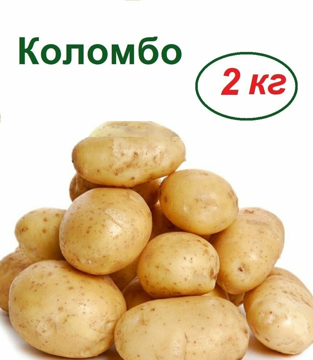 Картофель Коломбо, 2 кг, семенной, раннего созревания, устойчив к жаре и засухе; клубни не развариваются, имеют отличные вкусовые качества