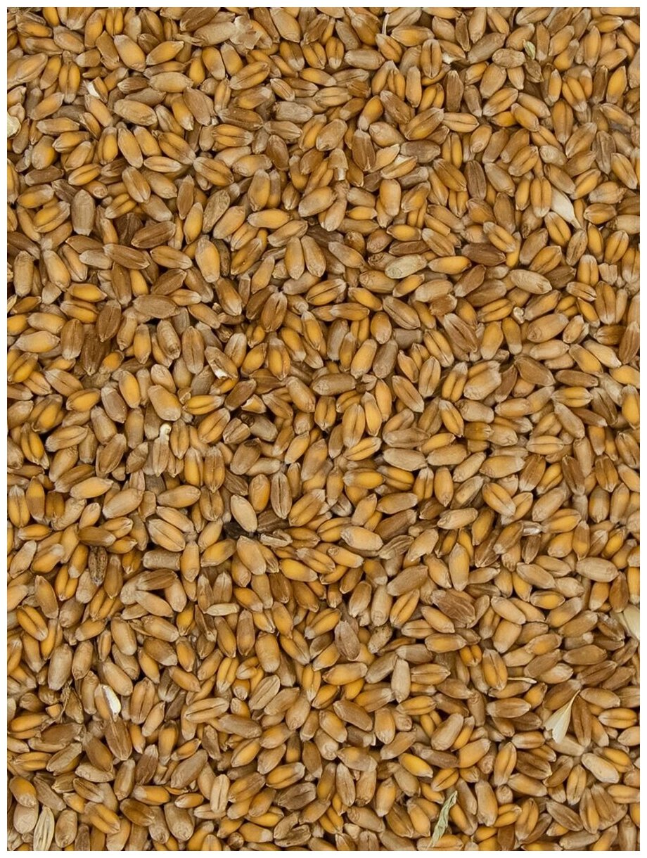 Пшеница кормовая 5кг - фотография № 3