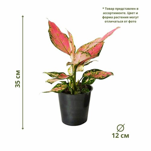 Аглаонема микс 12/35