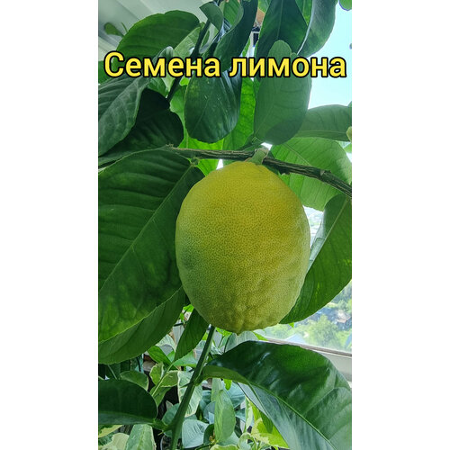 Семена лимона комнатного