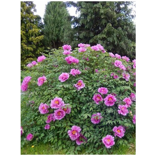 Семена Пион древовидный микс цветов (Paeonia suffruticosa), 5 штук