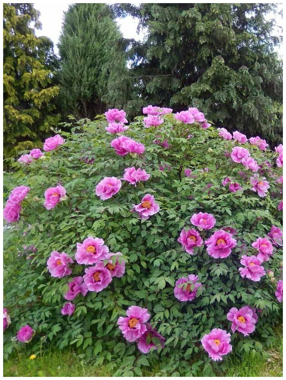 фото Семена Пион древовидный микс цветов (Paeonia suffruticosa), 5 штук