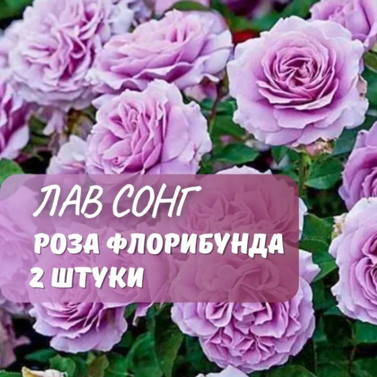 Роза флорибунда "Лав Сонг" многолетняя 2 саженца цвет сиреневый