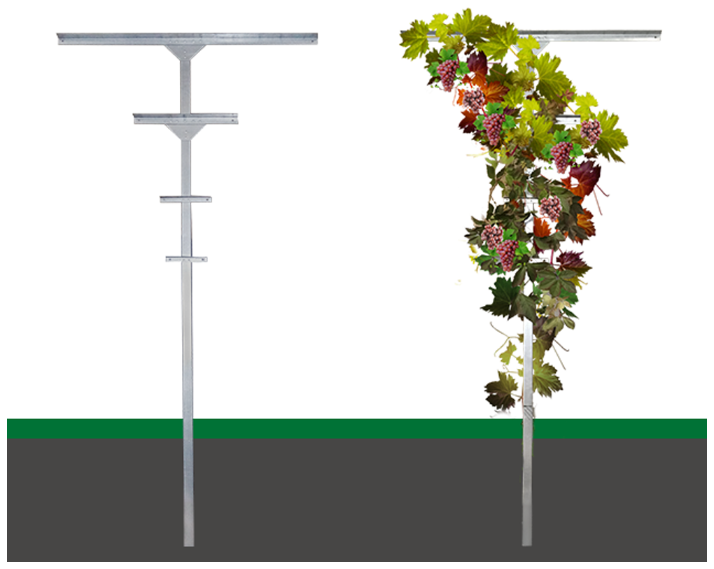Шпалера для винограда Т-образная - фотография № 1