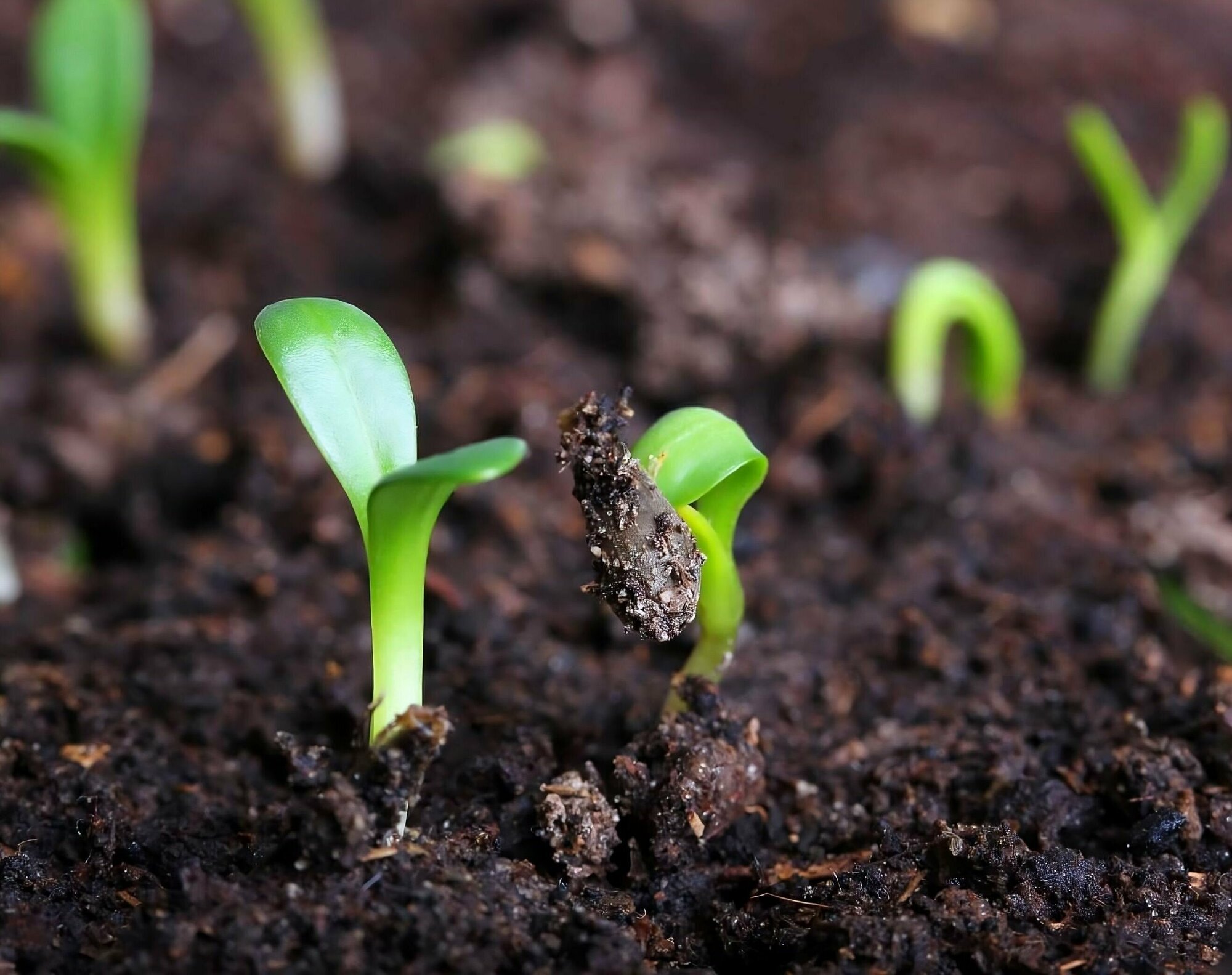 Торфогрунт "Плодородие" 10 л с биогумусом, готовая почвосмесь применяется для выращивания овощных, плодово-ягодных культур и рассады - фотография № 5