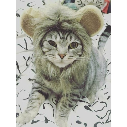 Шапочки для кошек и собак, Lion Pet Hat для животных, Halloween Ghost Festival Dress Up, Adjustable Velcro m pet grow cat grass 70g