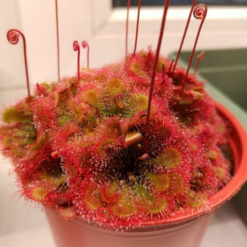 Семена мухоловка росянка TOKAIENSIS 15+ шт (Drosera Tokaiensis) хищное растение поедающее мух