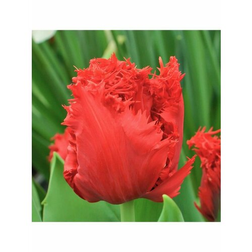 Тюльпан Луковица, Индиана, 5шт крупные, разбор 12/14