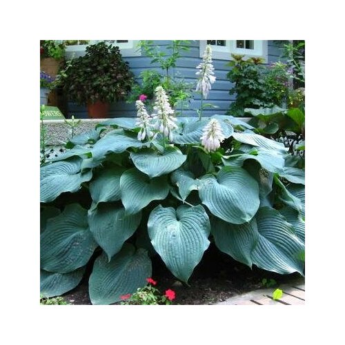 Хоста Биг Дэдди 1 корневище в горшке р9 Szkolka roslin AM Польша 708₽