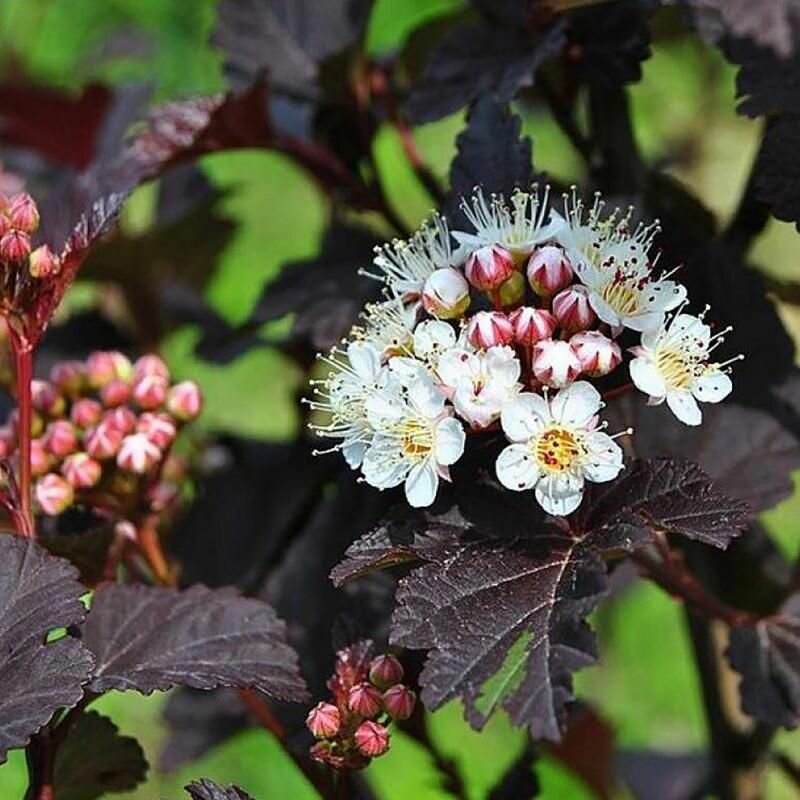 Пузыреплодник Калинолистный (лат. Physocarpus opulifolius) семена 100шт + подарочек