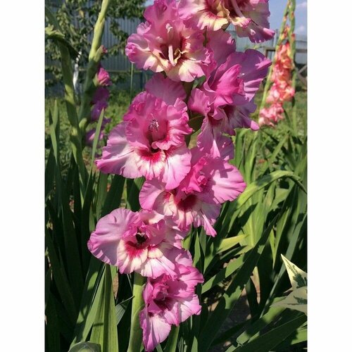 Гладиолус крупноцветковый Грейхаунд 3 шт 849₽