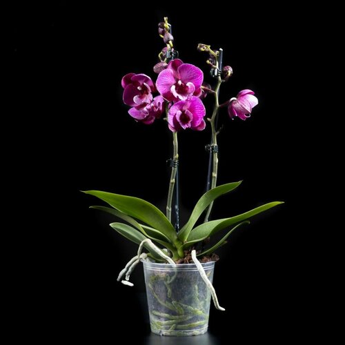 Орхидея Фаленопсис Биг Лип Калиста 2 ст