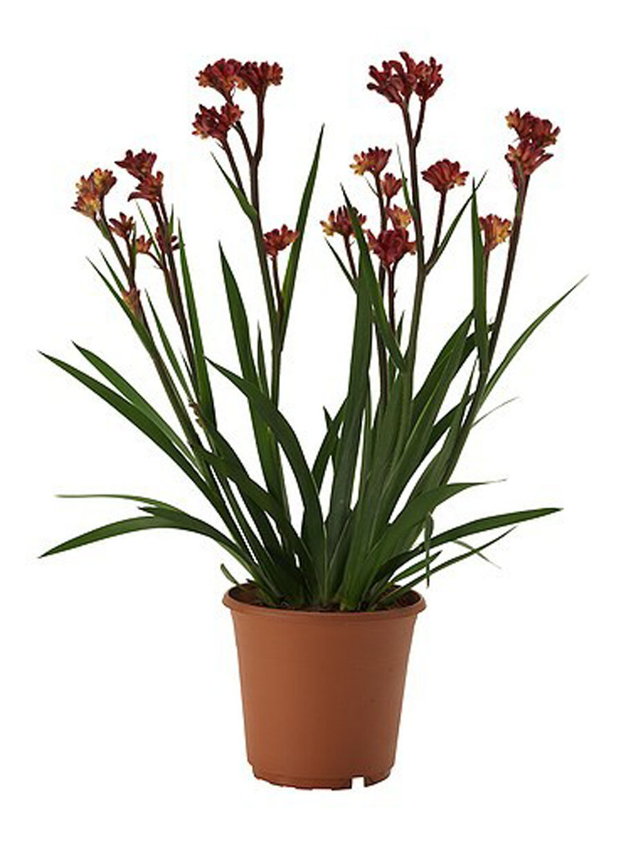 Анигозантос красный - Anigozanthos D15 H40