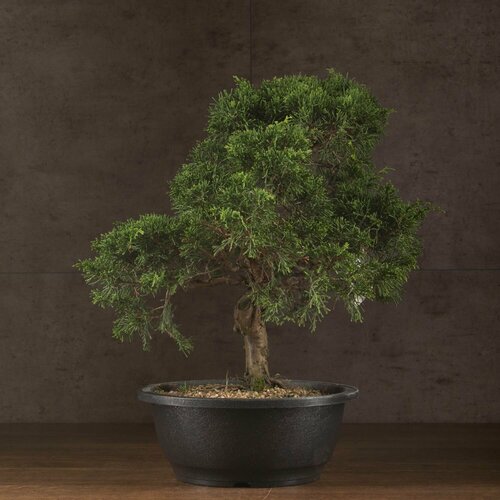 Бонсай Можжевельник 50/20 см