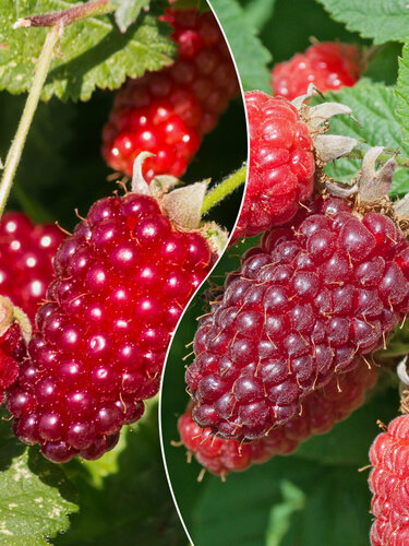 Изображение товара Комплект ежемалины "Дуэт" из 2 сортов / Бойсенберри и Логанберри