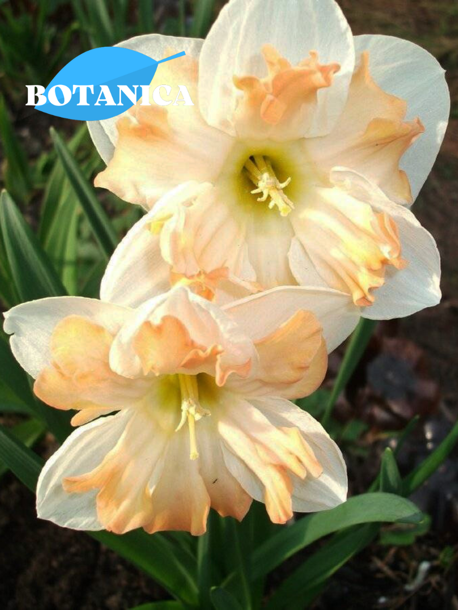 Луковицы цветов botanica garden нарцисс КУМ лауд ( 3 штуки )